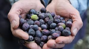 KÖY ZEYTİNİ 500  GR